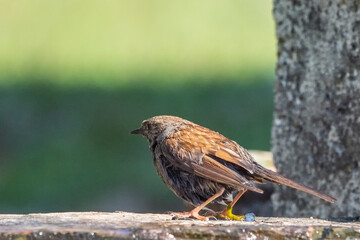 house sparrow passer domesticus