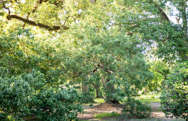 spring in the park