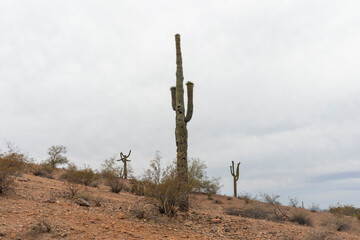 Landscape photo of Papago Park in the desert of Phoenix, Arizona, USA taken during a cloudy afternoon.