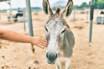 Poster Hand of woman touching donkey at farm © Krakenimages.com