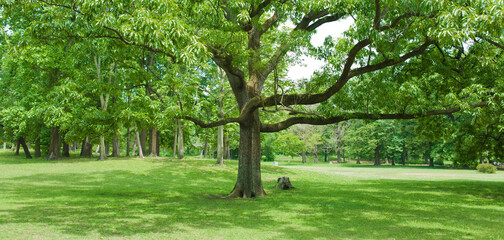 Fototapeta na wymiar green tree