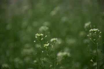 gentle natural summer background