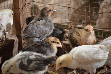polllitos de corral