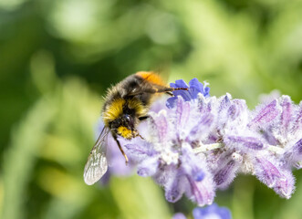 A bumble-bee sucks from a lavandula flower on a garden.