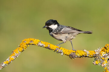 yellow wagtail on the branch