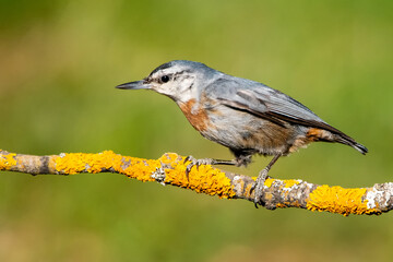robin on a branch
