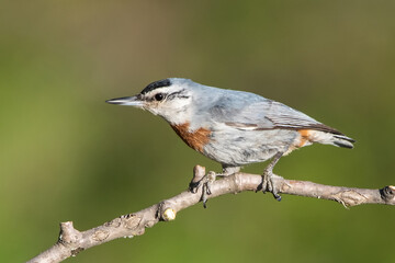 robin on a branch