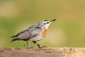 robin on a branch