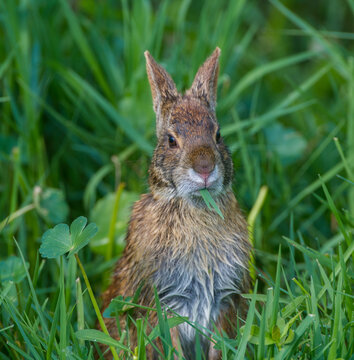 Swamp Marsh rabbit (Sylvilagus palustris) eating grass - sitting up cute adorable face expression - different types of green plants around it - Sweetwater wetlands Gainesville Florida