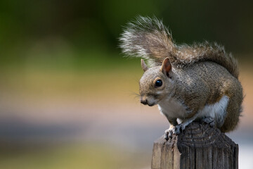 Squirrel portrait. North American Gray Squirrel. Feeding cute fluffy rodents in the park. Green natural background with copy space. Wildlife animals for postcard or book illustration. High resolution.