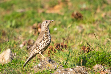 robin