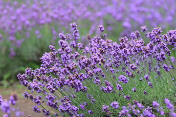【北海道】札幌市八紘学園の花菖蒲園