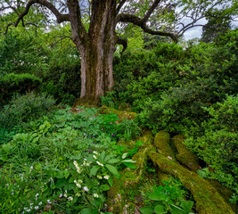 Very old osage orange tree (Maclura pomifera) with exposed, moss-covered roots, surrounded by shrubs and flowers in garden in central Virginia.