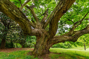 Ancient Chinese chestnut tree (Castanea mollissima) growing in central Virginia. Tree is more than 200 years old.