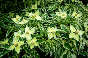 Flowers and leaves of variegarted Kousa dogwood tree (Cornus kousa).growing in central Virginia.