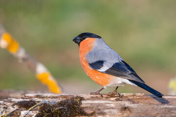 robin on a branch