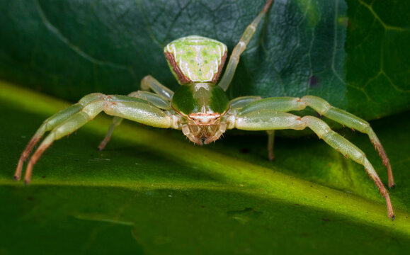 Crab spider (Misumenoides sp.) in rainforest of Panama, with front legs outstretched in preparation of seizing prey..