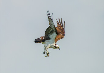 Obraz premium Osprey (Pandion haliaetus) flying with fish in its talons as it changes direction mid air in Grey sky