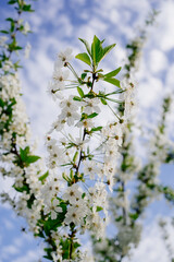 branches of blossom trees. The beauty of spring nature.