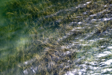 Fototapeta na wymiar Grass reeds under the water