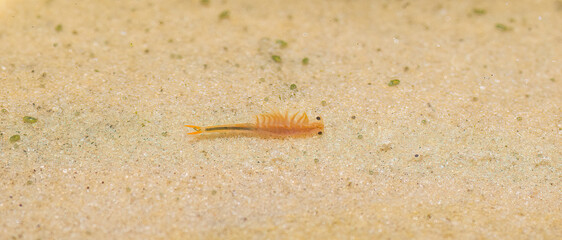 Streptocephalus sealii, the spiny-tail fairy shrimp, is a species of branchiopod in the family Streptocephalidae swimming in shallow Sandy pond water vernal ephemeral temporary water source - Florida - obrazy, fototapety, plakaty
