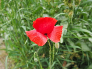 Field poppy, wild poppy, fire flower. Papaver rhoeas poppy, an annual herb, species of the genus...