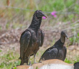 Adult black vulture (Coragyps atratus) on dead white tailed deer carcass (Odocoileus virginianus) on side of road in North Florida - nature’s clean up crew