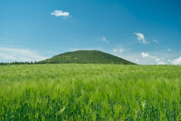 Landscape with blue sky, low mountains and barley swaying in the wind.