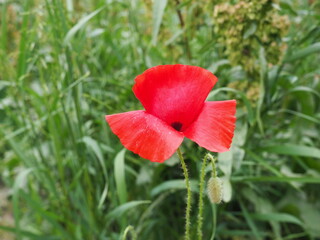 Field poppy, wild poppy, fire flower. Papaver rhoeas poppy, an annual herb, species of the genus...