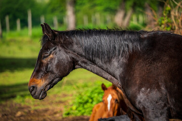 Horse portrait, close up of a horse.