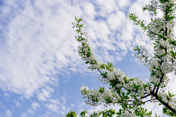 branches of blossom trees. The beauty of spring nature.