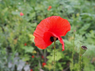 Field poppy, wild poppy, fire flower. Papaver rhoeas poppy, an annual herb, species of the genus...