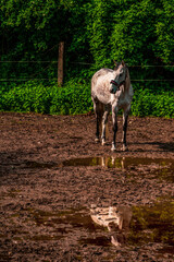 white horse in front of a rainwater puddle