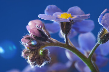 Forget-me-not or Myosotis flower close up