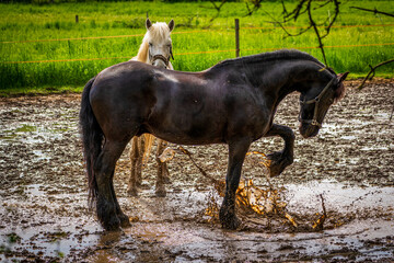 two horses play in the puddle