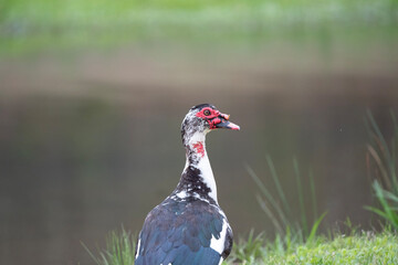 duck in the park