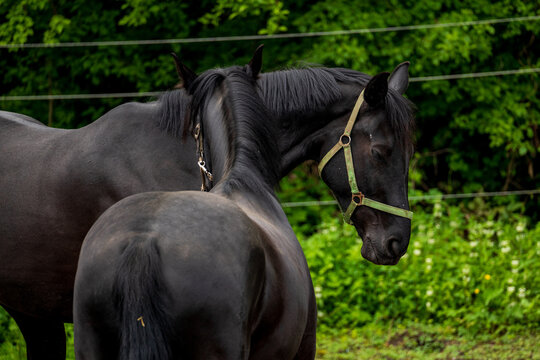 Two Black Horses On The Farm