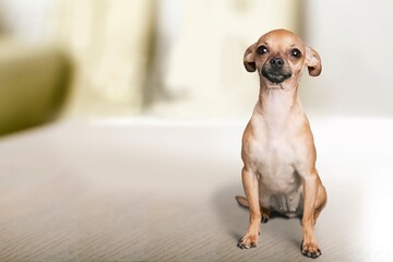 Dog.