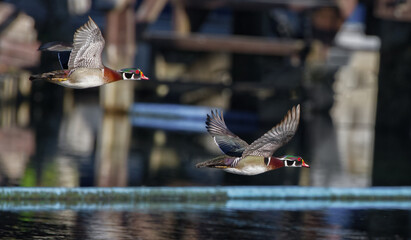2 male wood duck drake (Aix sponsa) in flight showing beautiful red, blue, purple, green, brown...