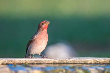 robin on a branch