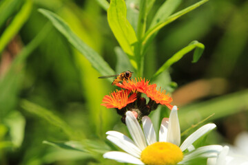 Little Bee on Orange flower