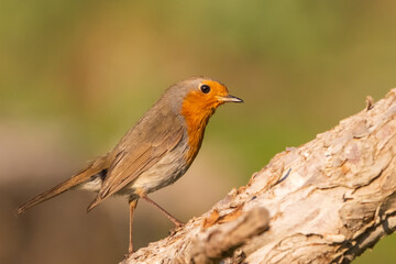 robin on a branch