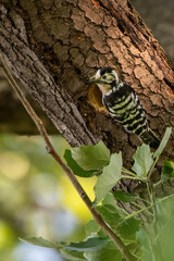 snake in the tree