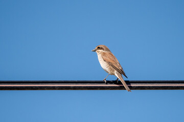 bird on a wire
