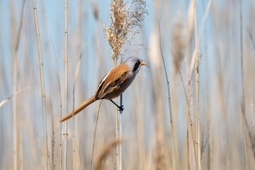 Bıyıklı baştankara » Bearded Reedling » Panurus biarmicus
