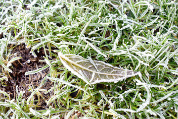 Ice crystal frozen cover on green grasses with morning light in winter season. Nature background.
