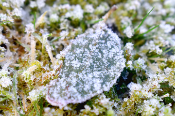 Close up of  Ice crystal frozen cover leaf put on green grasses with morning light in winter season. Nature background.