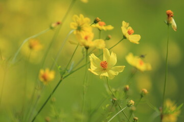 Obraz premium 【北海道】国営滝野すずらん丘陵公園のコスモス