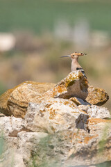 bird on the rock