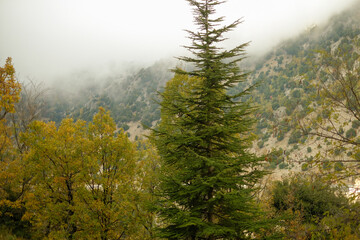 forest in the fog